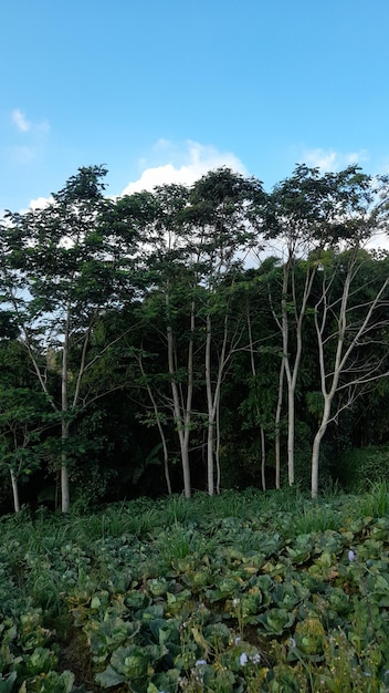 Una foresta di pini