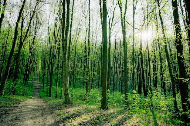 Una foresta di primavera alberi natura verde legno luce solare sfondi