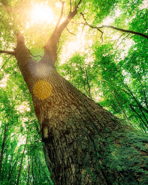 Una foresta di primavera alberi natura verde legno luce solare sfondi