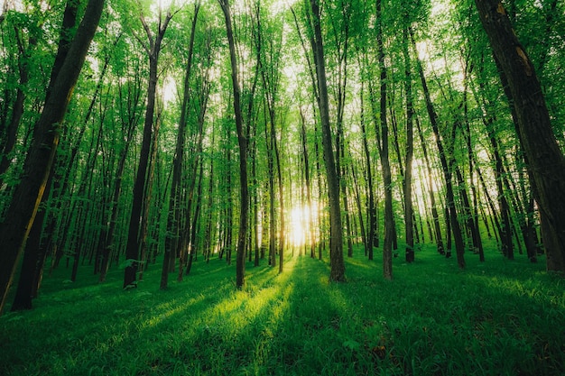 Una foresta di primavera alberi. sfondi di luce solare in legno verde natura.