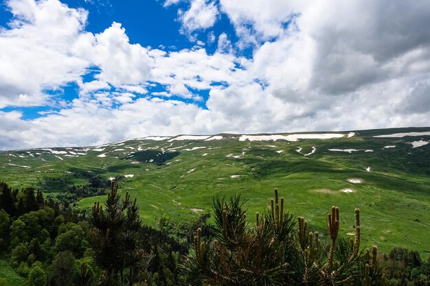 Una foresta in piedi accanto alle rocce che si affacciano sui prati alpini L'altopiano del LagoNaki ad Adygea Russia 2021