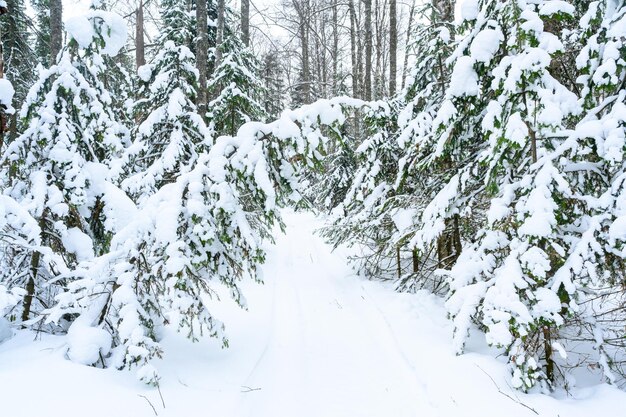 Una foresta innevata d'inverno, alberi di abete e un sentiero negli Urali