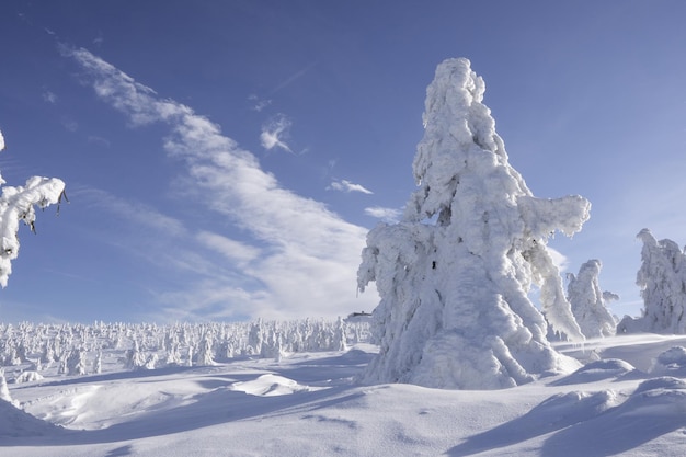 Una foresta innevata nella neve Pini di montagna coperti di neve con tempo sereno Mountain invernale