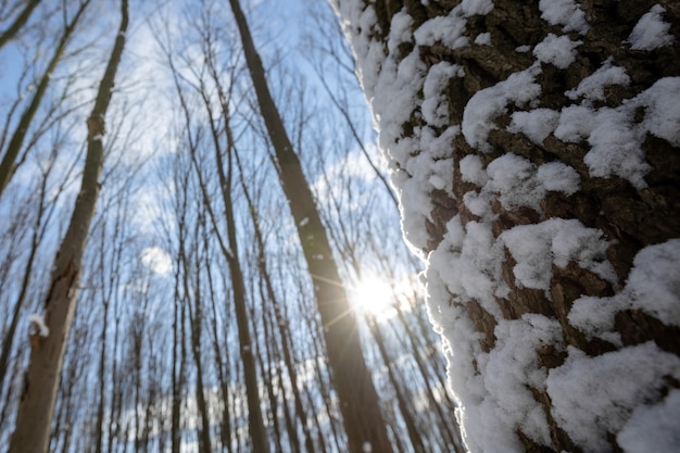 Una foresta invernale panoramica con neve e sole