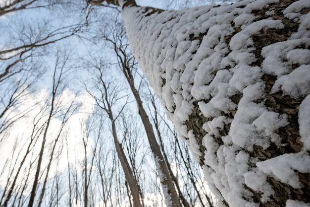 Una foresta invernale panoramica con neve e sole