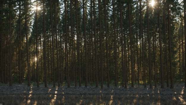 Una foresta piena di alberi verdi