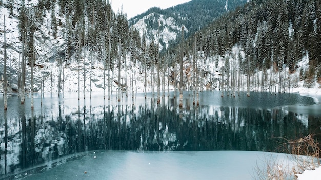 Una foresta sommersa in un lago di montagna. L'acqua è come uno specchio. I tronchi degli alberi escono dall'acqua.