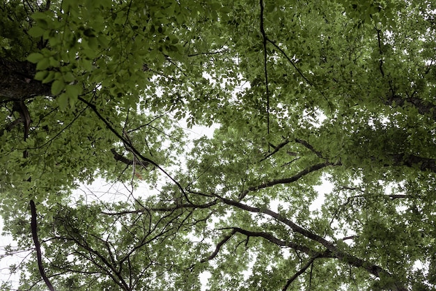 Una foresta verde piena di alberi