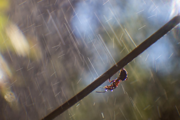 Una formica in primo piano si nasconde dalla pioggia battente sotto un ramo di un albero capovolto