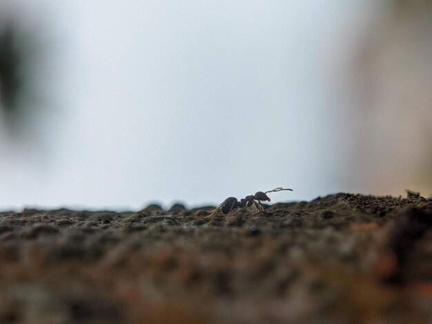 Una formica nera è su una superficie marrone con uno sfondo bianco.