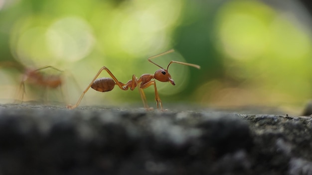 Una formica su un muro di pietra ha una formica rossa sulla sua formica