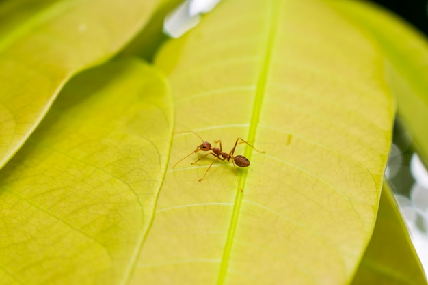 Una formica sulla foglia