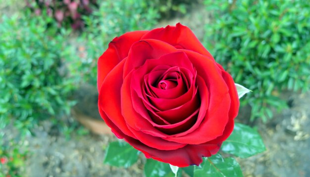 Una foto accattivante di una rosa rossa abbraccia la bellezza dell'amore e del romanticismo