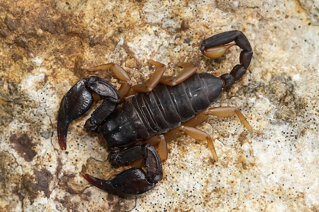 Una foto dall'alto di uno scorpione europeo a coda gialla su un terreno sabbioso