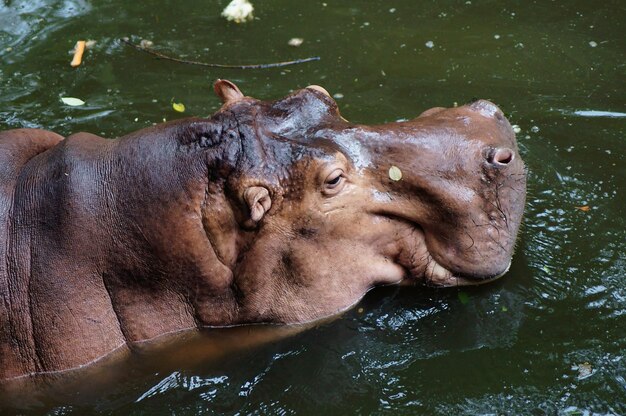 Una foto del primo piano di un ippopotamo