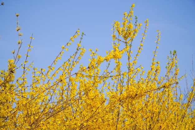 Una foto della forsizia in primavera