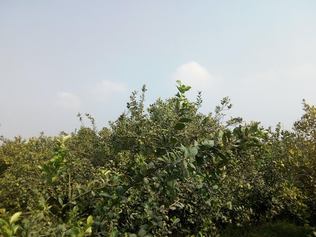 Una foto di alberi di limoni