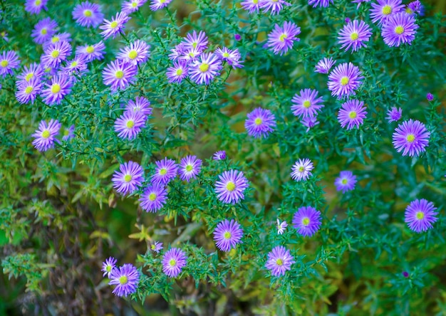 Una foto di fiori di crisantemo in un giardino autunnale