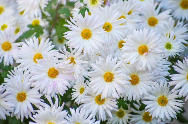 Una foto di fiori di crisantemo in un giardino autunnale