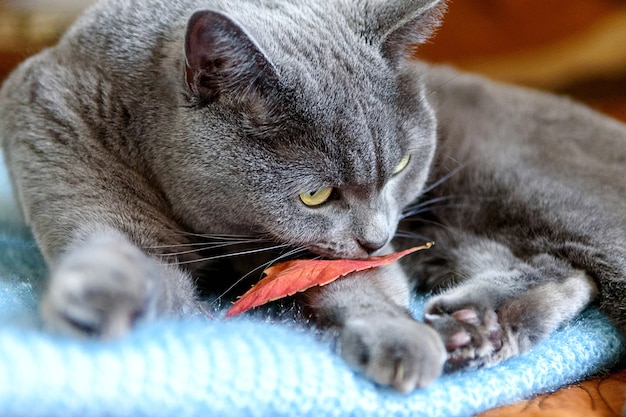 Una foto di un bellissimo gatto grigio Scottish Shorthair con gli occhi giallo-verdi che gioca sul divano.