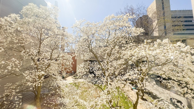 Una foto di un edificio con un albero in fiore