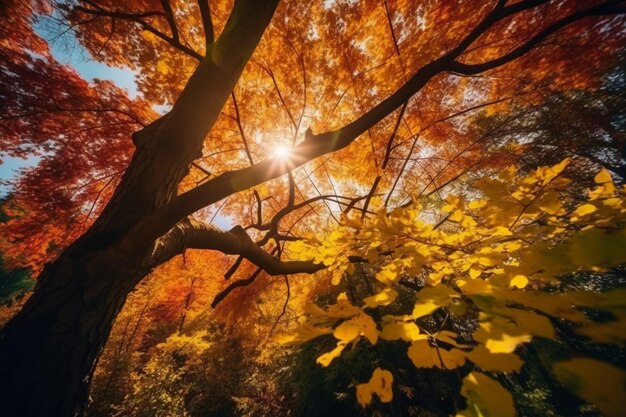 Una foto di una foresta con il sole che splende attraverso gli alberi