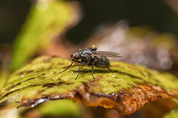 Una foto di una mosca seduta su una foglia con gocce d'acqua sul corpo peloso