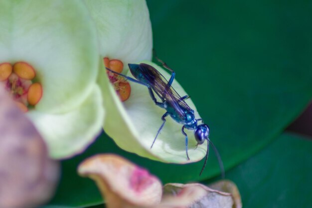 Una foto di una vespa su un bellissimo fiore di frangipani