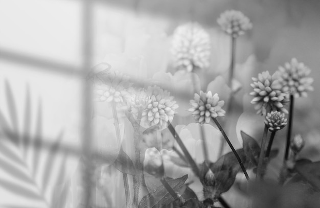 Una foto in bianco e nero di fiori in un contenitore di vetro La finestra ombreggia fiori e foglie di palma