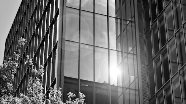una foto in bianco e nero di un edificio con una pianta e una finestra attraverso la quale splende il sole.