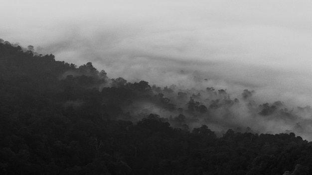 Una foto in bianco e nero di una foresta con nuvole nel cielo
