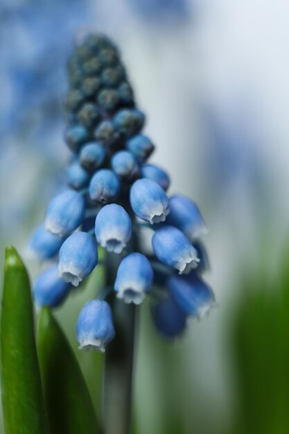 una foto macro di fiori di giacinto d'uva blu con gambi verdi