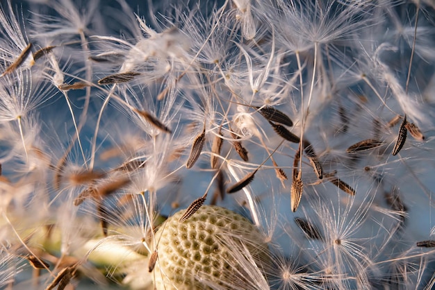 Una foto macro di un fiore di tarassaco che è volato in giro e i suoi semi si trovano casualmente nelle vicinanze