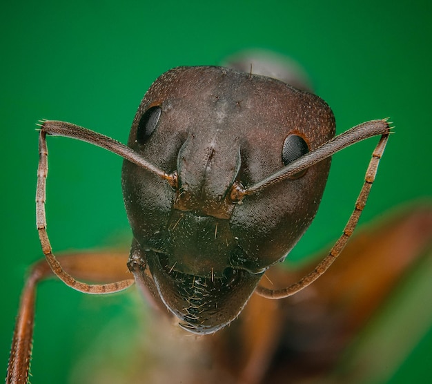 Una foto macro molto accurata della testa di una casa di formiche