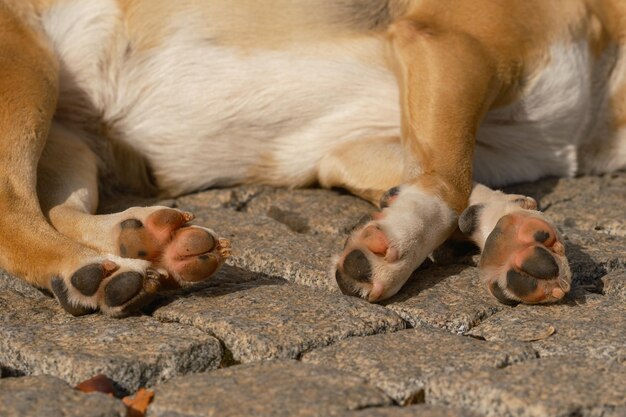 Una foto ravvicinata delle zampe di un cane che dorme