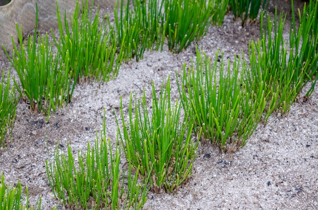 Una foto ravvicinata di un boschetto di giovani erba cipollina primavera su un letto in un giardino.