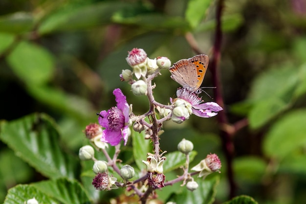 Una foto ravvicinata di una Lycaena helle, è una farfalla della famiglia Lycaenidae.