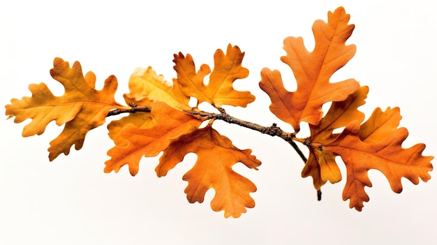 Una fotografia del marchio dell'albero davanti a uno sfondo di colore bianco pieno