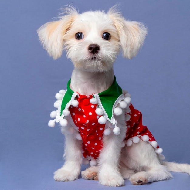 Una fotografia di animali domestici maltese con cane femmina bianca con camicia di Natale o vestito con sfondo grigio