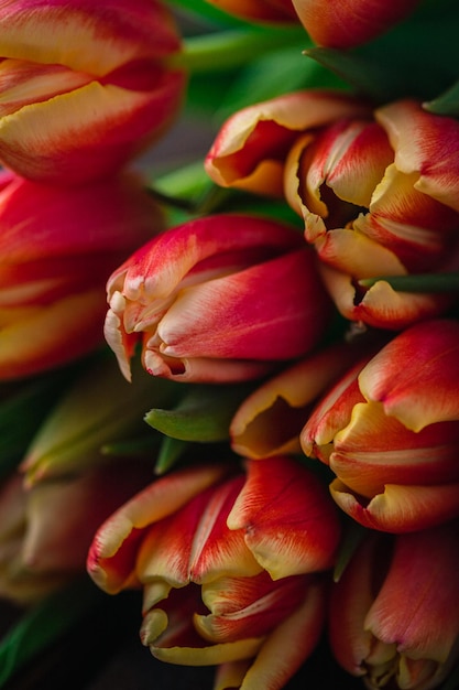 Una fotografia macro di tulipani giace su uno sfondo di legno marrone