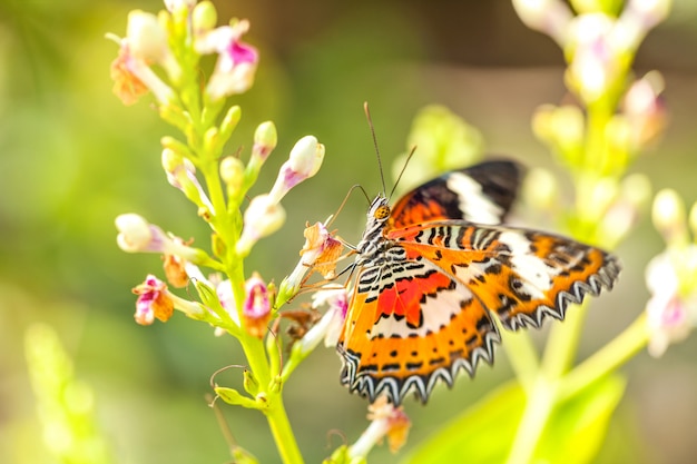 Una fragile farfalla arancione brillante raccoglie il nettare su un fiore rosa.