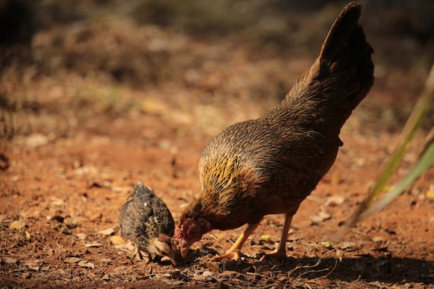 Una gallina del posto sta insegnando ai suoi piccoli a trovare il cibo