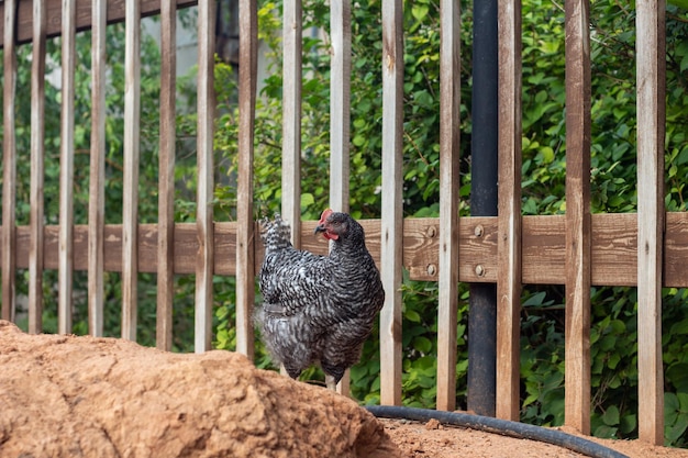 Una gallina grigia cammina lungo il recinto