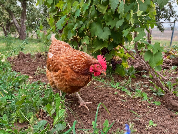 Una gallina rossa cammina nel giardino e cerca i vermi nel terreno