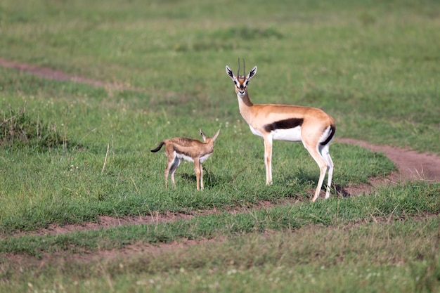 Una gazzella di Thomson con la sua prole nella savana