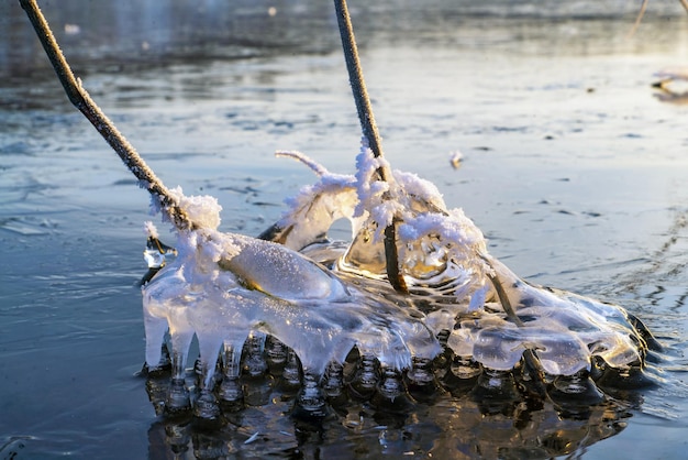 Una gelida figura d'acqua tra i cespugli di canne sulla riva del bacino idrico