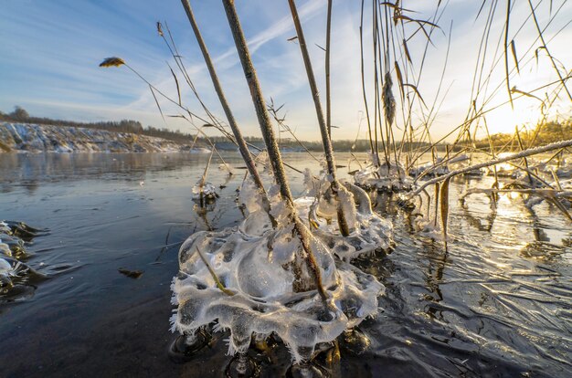 Una gelida figura d'acqua tra i cespugli di canne sulla riva del bacino idrico