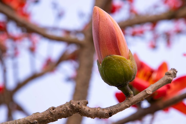 Una gemma di un albero con fiori rossi