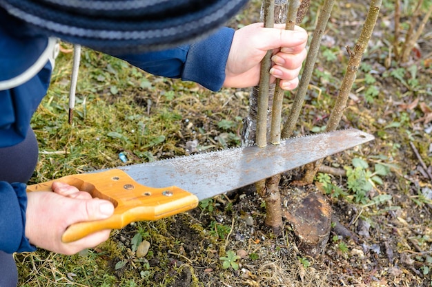 Una giardiniera femminile taglia una mano nel giardino nel giardino giovane albero non fertile per l'inoculazione di un albero da frutto fertile