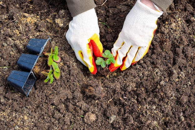 Una giardiniera sta piantando fragole nel terreno